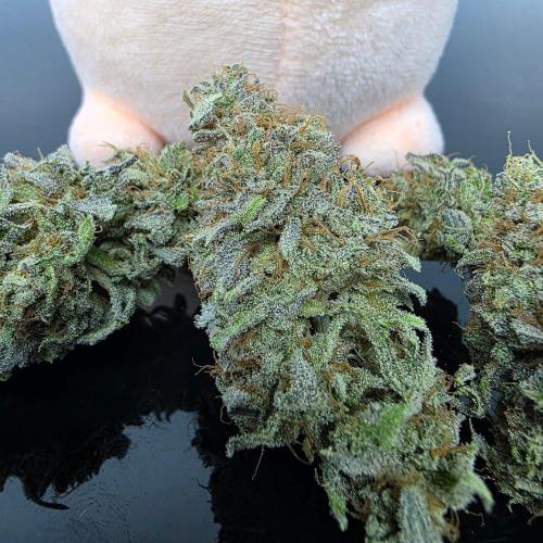 Dankie Run #2 – Arctic Berry Blast. Week 18