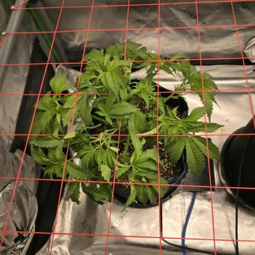 Dankie Run #2 – Arctic Berry Blast. Week 5