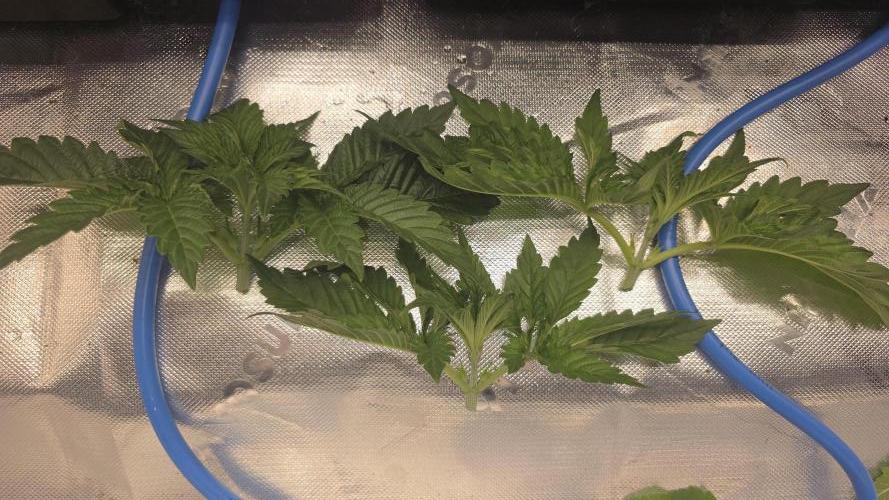 Dankie Run #1 – Fruity Syndicate 🍓. Week 3