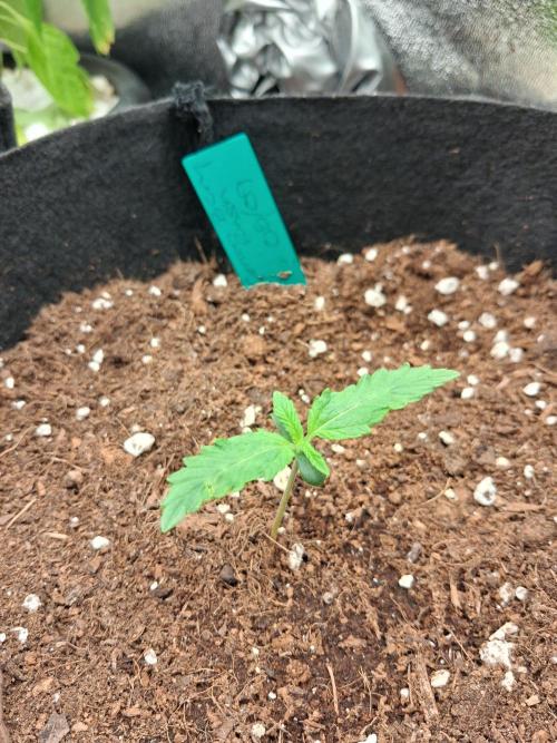 Autoflower Grow Original Sensible Seeds. Week 0 - CottonBerry Rush Auto