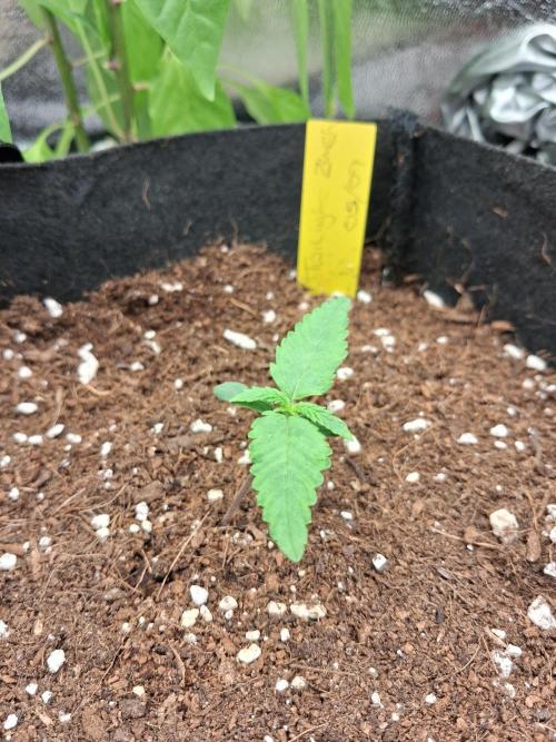 Autoflower Grow Original Sensible Seeds. Week 0 - Twighlight Zlush Auto