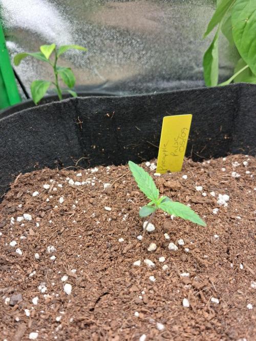 Autoflower Grow Original Sensible Seeds. Week 0 - Pineapple Pulse