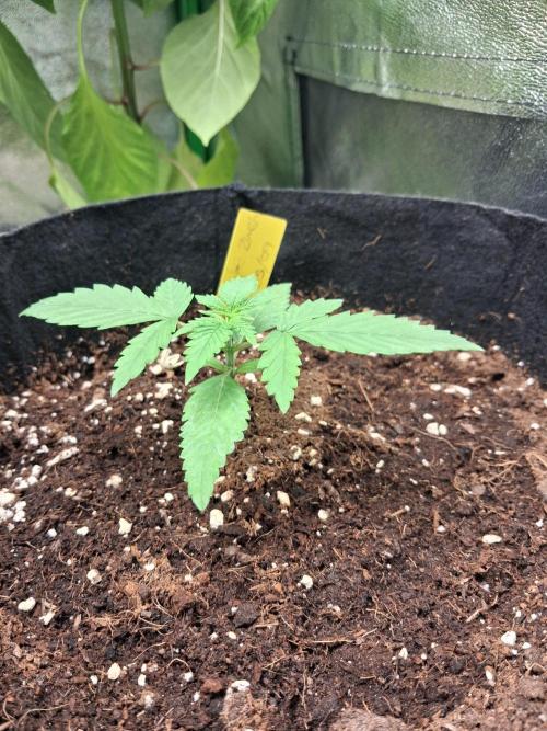 Autoflower Grow Original Sensible Seeds. Week 1 - day 15 (1st week of real vegetation)