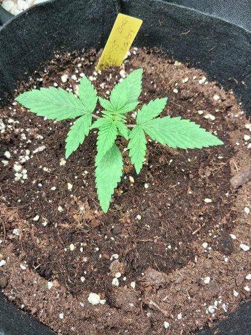 Autoflower Grow Original Sensible Seeds. Week 1 - day 15 (1st week of real vegetation)