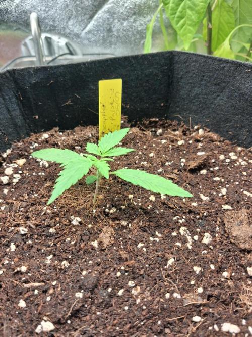 Autoflower Grow Original Sensible Seeds. Week 1 - day 15 (1st week of real vegetation)