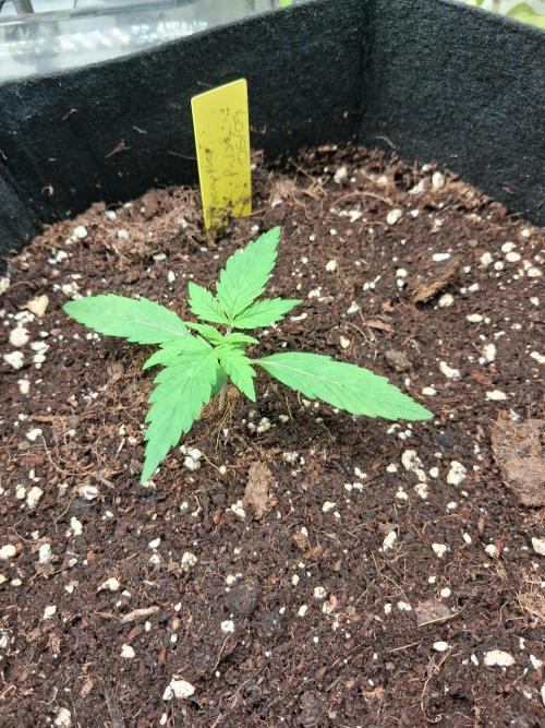 Autoflower Grow Original Sensible Seeds. Week 1 - day 15 (1st week of real vegetation)