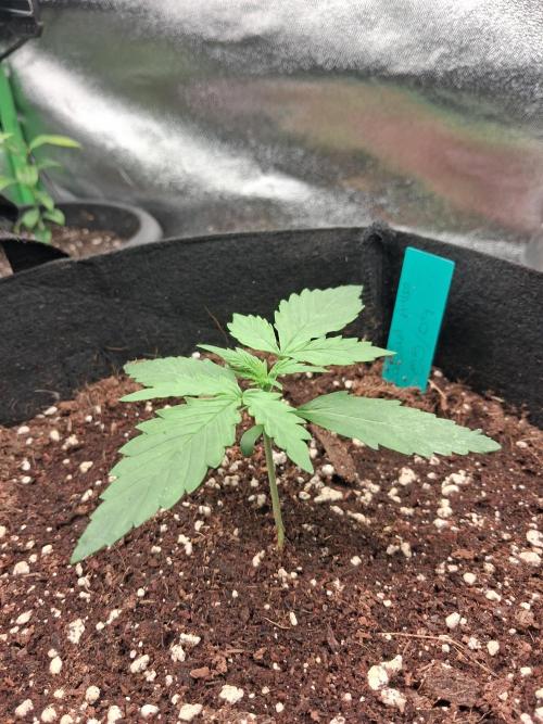 Autoflower Grow Original Sensible Seeds. Week 1 - day 15 (1st week of real vegetation)