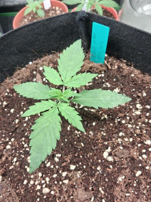 Autoflower Grow Original Sensible Seeds. Week 1 - day 15 (1st week of real vegetation)