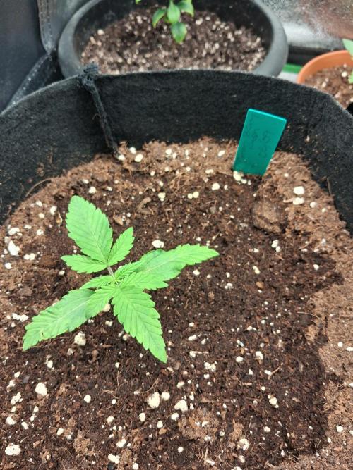 Autoflower Grow Original Sensible Seeds. Week 1 - day 15 (1st week of real vegetation)