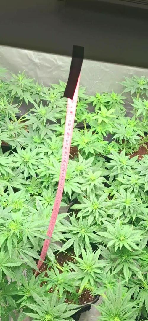 Las Psicodeliciosas T1 Psicodelicia