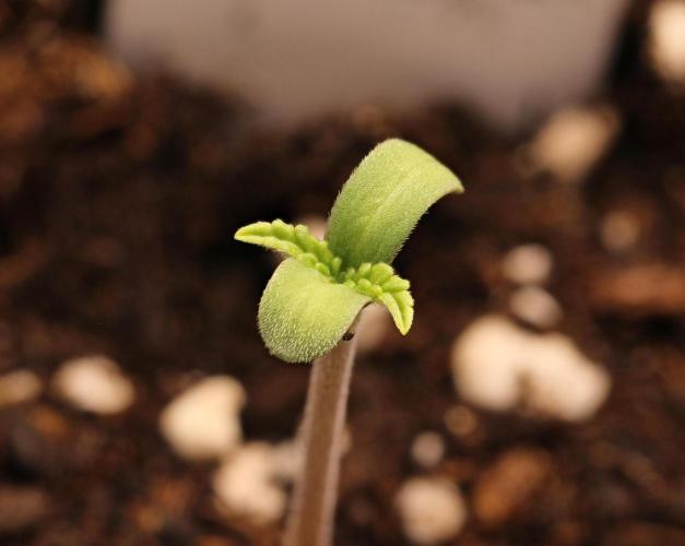 G13 Genius Strawb-AK Dantes Inferno SBC. Week 0 - Dantes Inferno