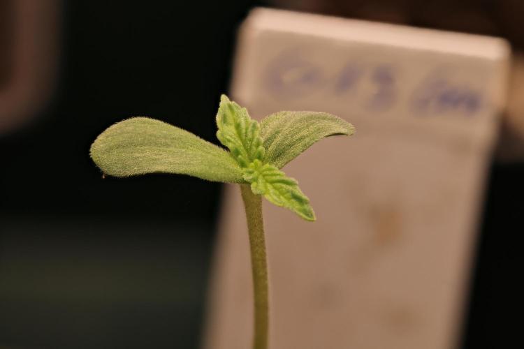 G13 Genius Strawb-AK Dantes Inferno SBC. Week 0 - G13 Genius