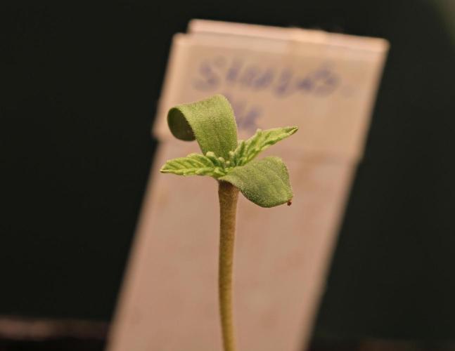 G13 Genius Strawb-AK Dantes Inferno SBC. Week 0 - Strawberry AK