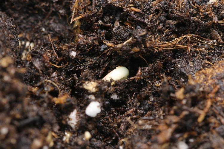 G13 Genius Strawb-AK Dantes Inferno SBC. Week 0 - SBC