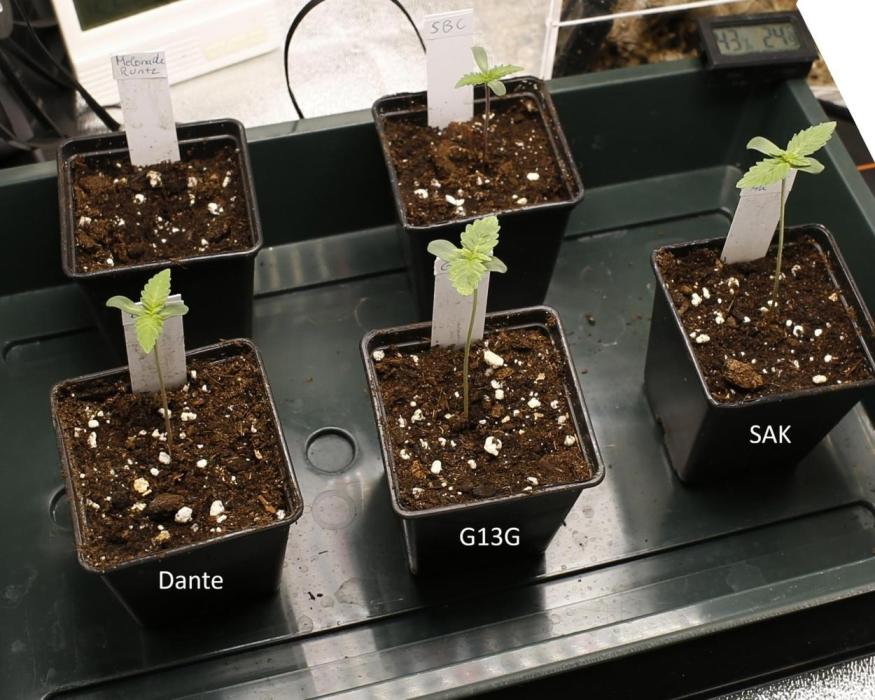 G13 Genius Strawb-AK Dantes Inferno SBC. Week 1 - Day4