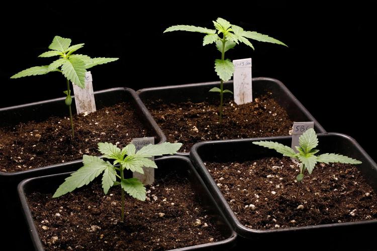 G13 Genius Strawb-AK Dantes Inferno SBC. Week 2