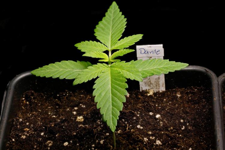 G13 Genius Strawb-AK Dantes Inferno SBC. Week 2