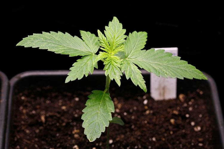 G13 Genius Strawb-AK Dantes Inferno SBC. Week 2