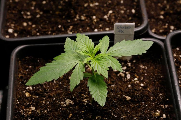 G13 Genius Strawb-AK Dantes Inferno SBC. Week 2