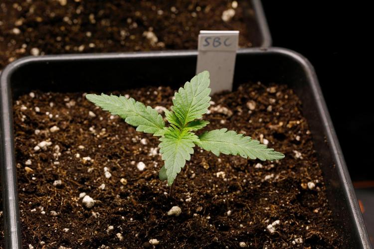 G13 Genius Strawb-AK Dantes Inferno SBC. Week 2