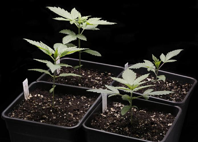 G13 Genius Strawb-AK Dantes Inferno SBC. Week 3 - Day16