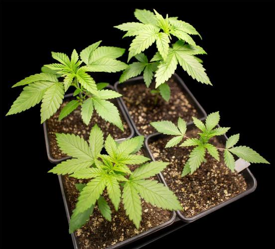 G13 Genius Strawb-AK Dantes Inferno SBC. Week 3 - Day19