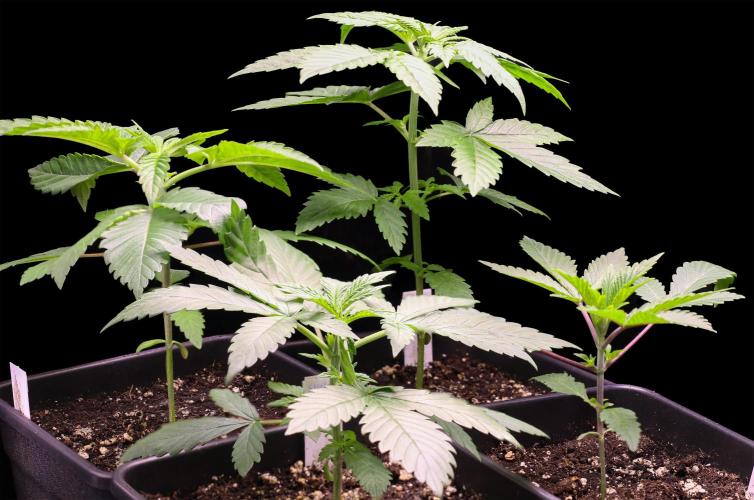 G13 Genius Strawb-AK Dantes Inferno SBC. Week 3 - Day21