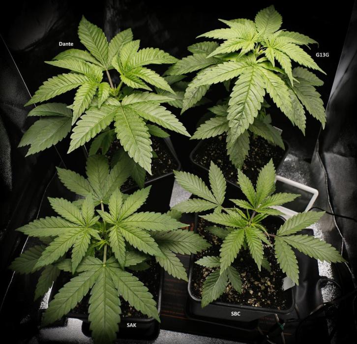 G13 Genius Strawb-AK Dantes Inferno SBC. Week 4 - Day24