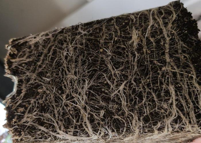 G13 Genius Strawb-AK Dantes Inferno SBC. Week 5 - Day29 Dante roots