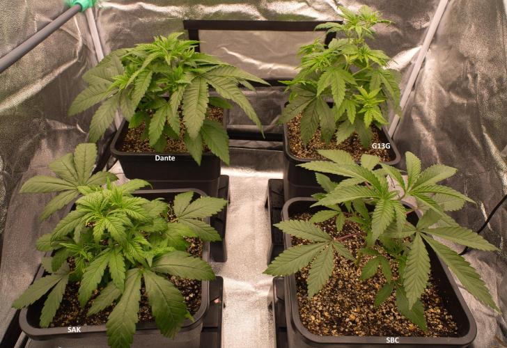 G13 Genius Strawb-AK Dantes Inferno SBC. Week 5 - Day29