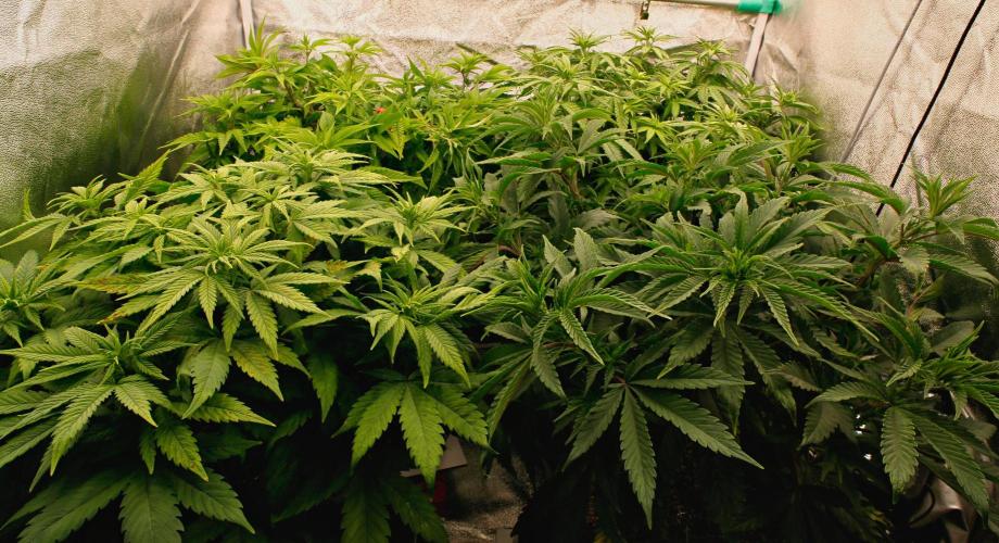 G13 Genius Strawb-AK Dantes Inferno SBC. Week 7 - Day45