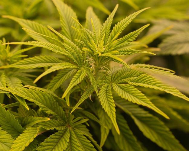 G13 Genius Strawb-AK Dantes Inferno SBC. Week 7 - Day49 FD9 Dante