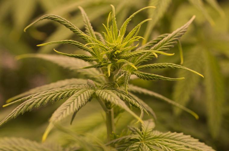 G13 Genius Strawb-AK Dantes Inferno SBC. Week 7 - Day49 FD9 G13G