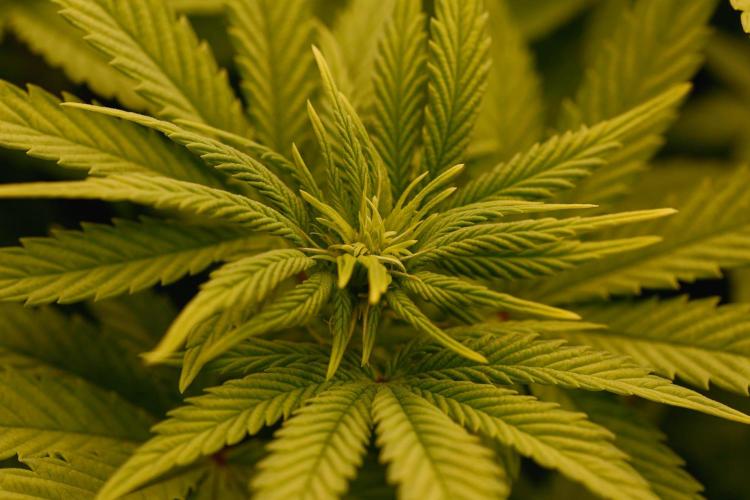 G13 Genius Strawb-AK Dantes Inferno SBC. Week 7 - Gay49 FD9 SAK