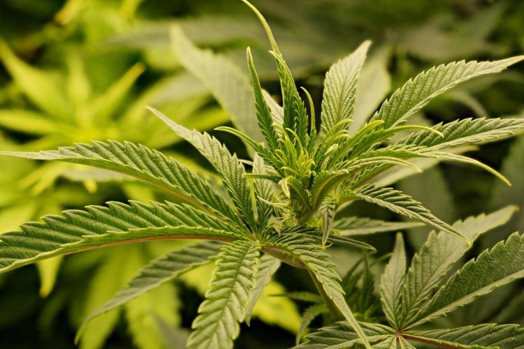 G13 Genius Strawb-AK Dantes Inferno SBC. Week 7 - Day49 FD9 SBC