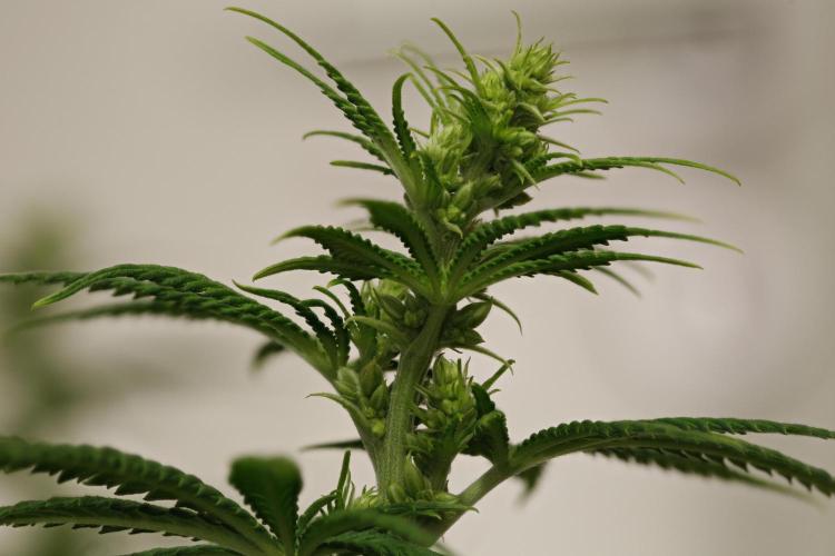 Strawb-AK, Dantes Inferno, SBC. Week 8 - Day53 G13G male