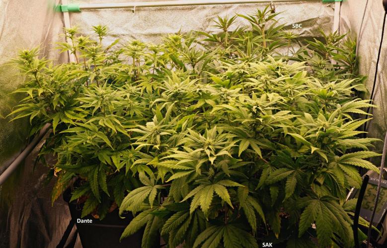 Strawb-AK, Dantes Inferno, SBC. Week 8 - Day54