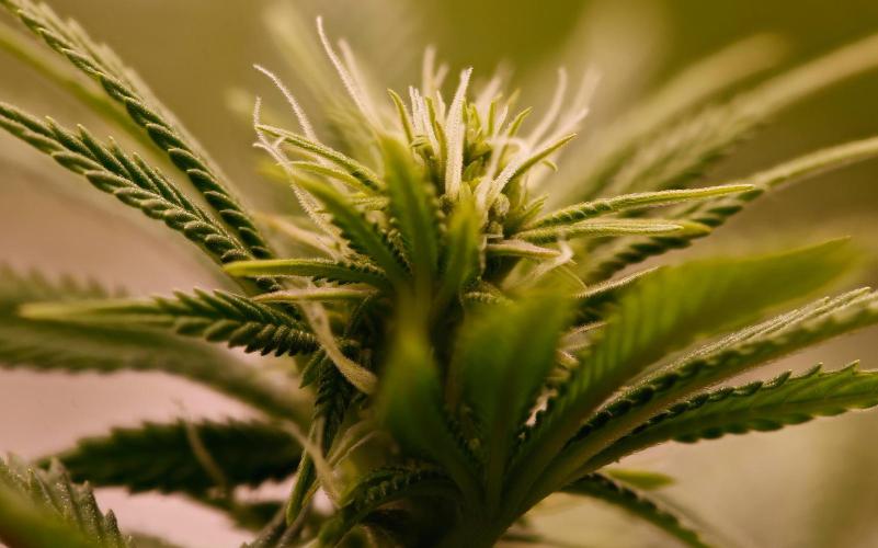 Strawb-AK, Dantes Inferno, SBC. Week 8 - Day54 Dante