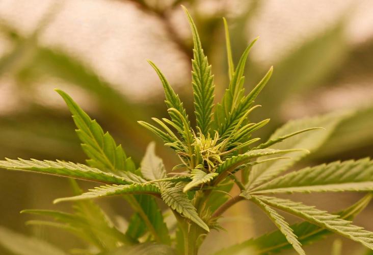 Strawb-AK, Dantes Inferno, SBC. Week 8 - Day54 SBC