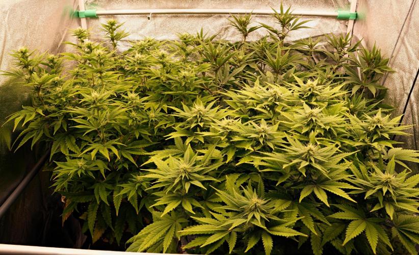 Strawb-AK, Dantes Inferno, SBC. Week 9 - day57 FD17