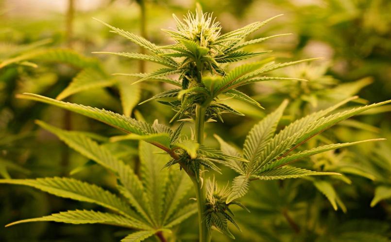 Strawb-AK, Dantes Inferno, SBC. Week 9 - day57 Dante