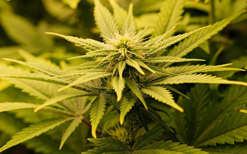 Strawb-AK, Dantes Inferno, SBC. Week 9 - day57 SAK