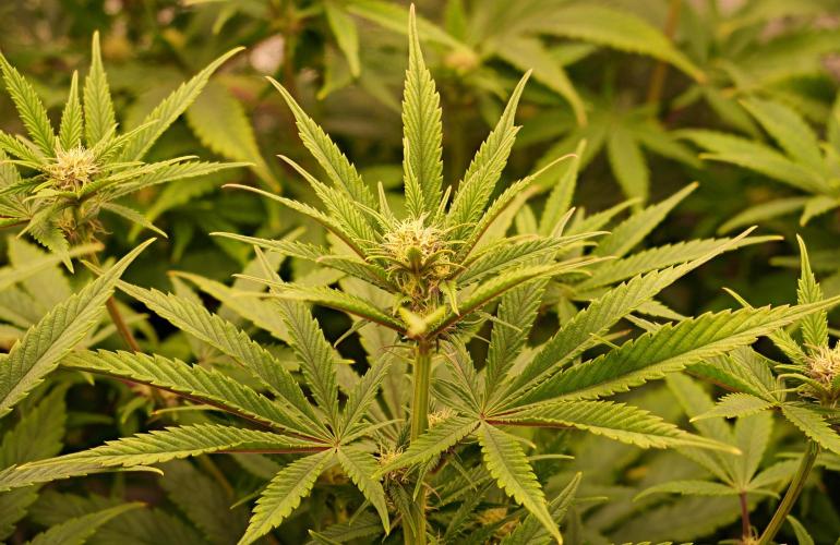 Strawb-AK, Dantes Inferno, SBC. Week 9 - day57 SBC