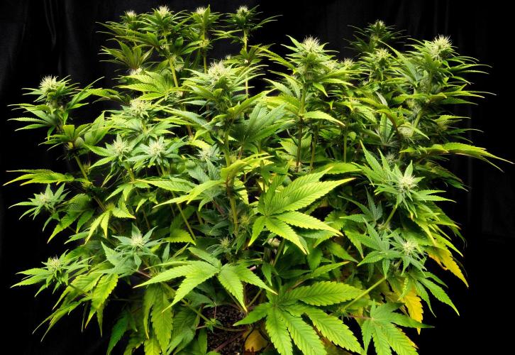 Strawb-AK, Dantes Inferno, SBC. Week 9 - day59 Dante