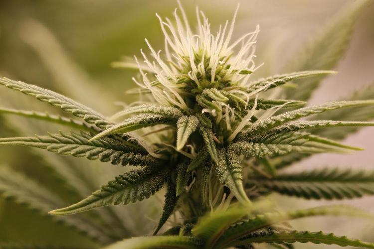 Strawb-AK, Dantes Inferno, SBC. Week 9 - day59 Dante