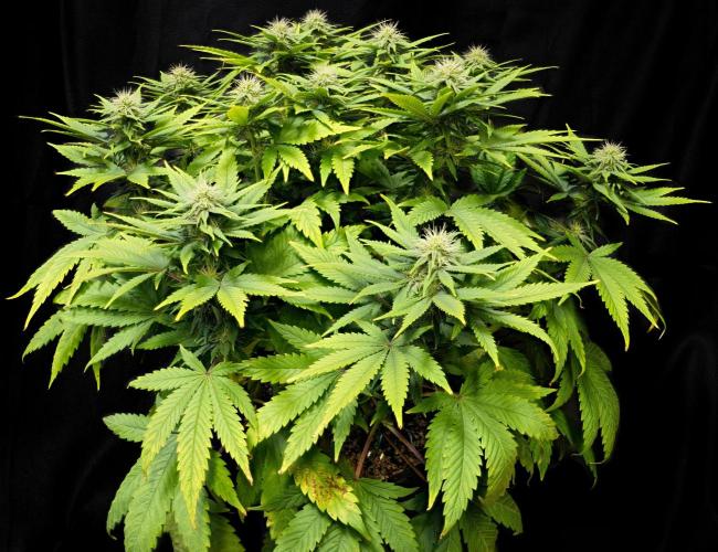 Strawb-AK, Dantes Inferno, SBC. Week 9 - day59 SAK