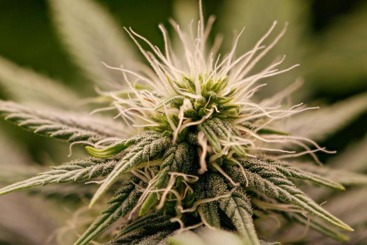 Strawb-AK, Dantes Inferno, SBC. Week 9 - day59 SAK