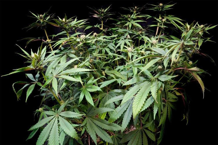 Strawb-AK, Dantes Inferno, SBC. Week 9 - day59 SBC