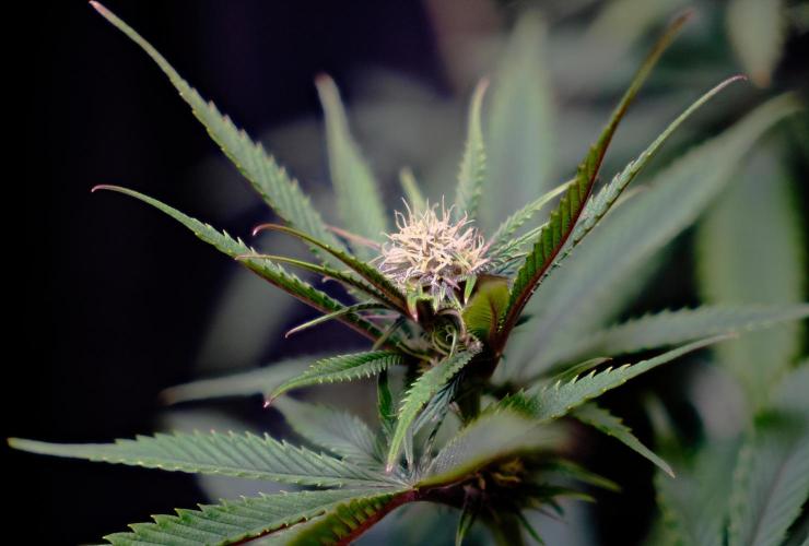 Strawb-AK, Dantes Inferno, SBC. Week 9 - day59 SBC