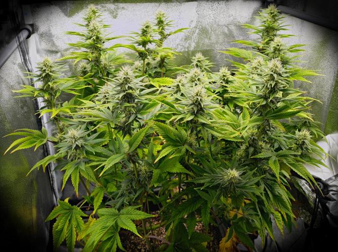 Strawb-AK, Dantes Inferno, SBC. Week 10 - day66 Dantes Inferno seperated